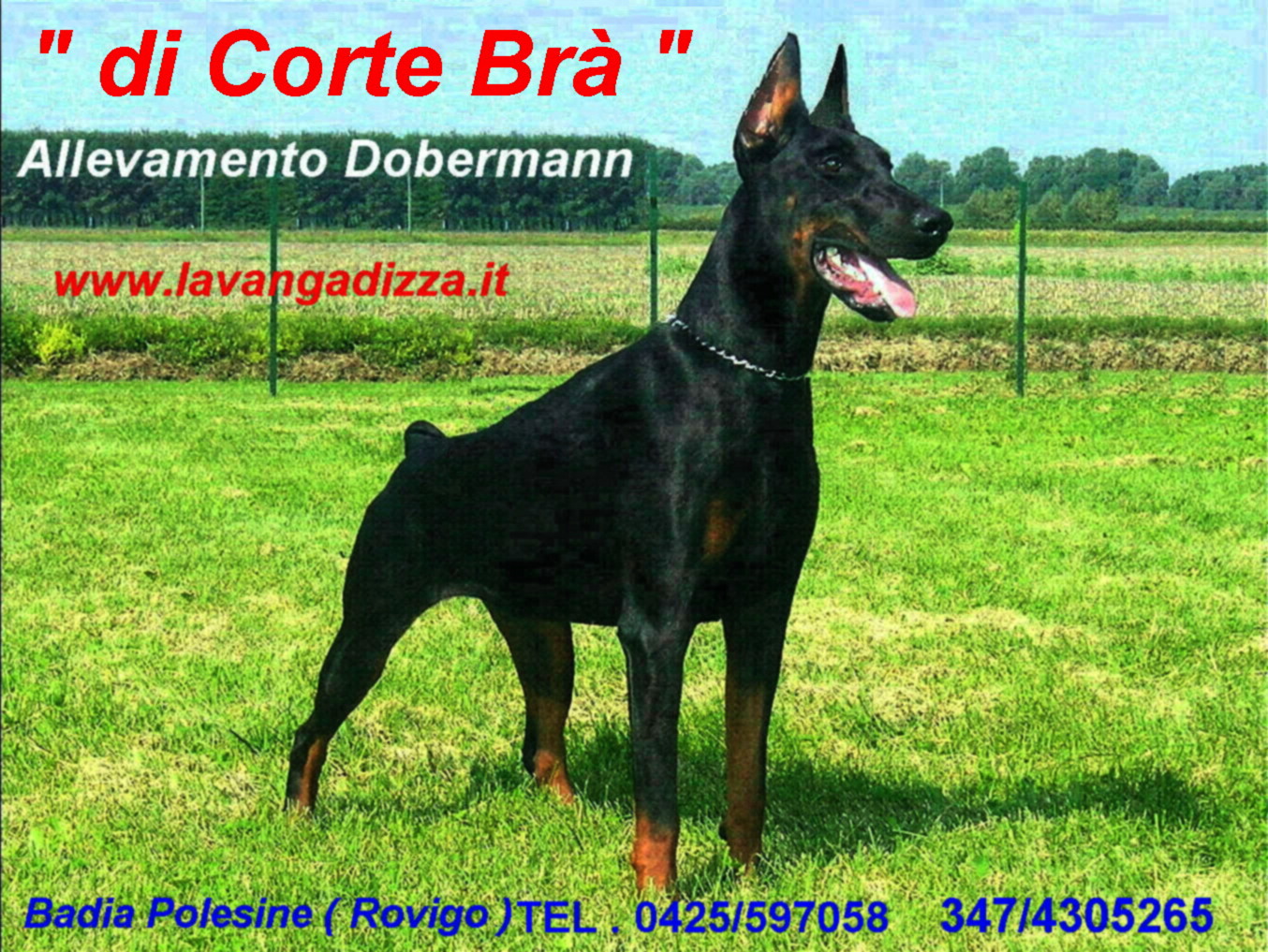 Allevamento Dobermann c.JPG (499416 byte)