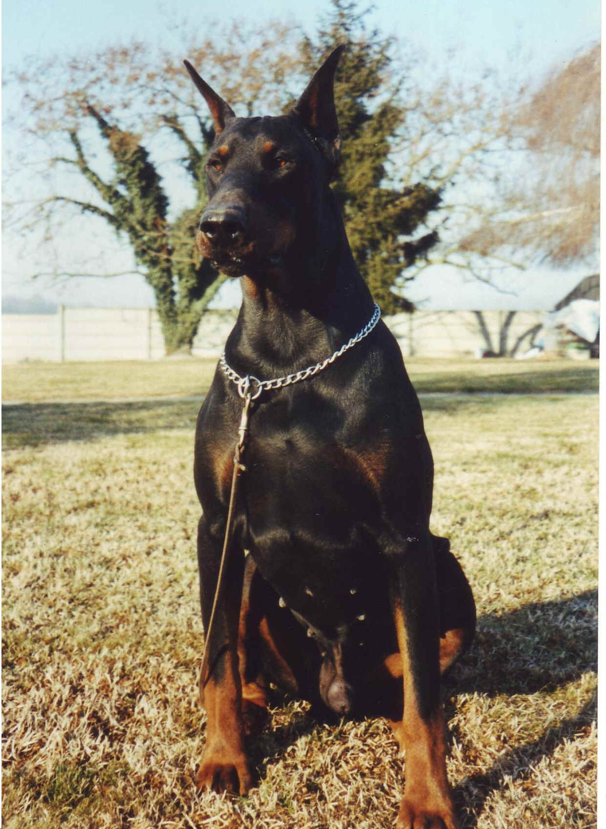DIOR_GUINZAGLIO.jpg (198026 byte)
